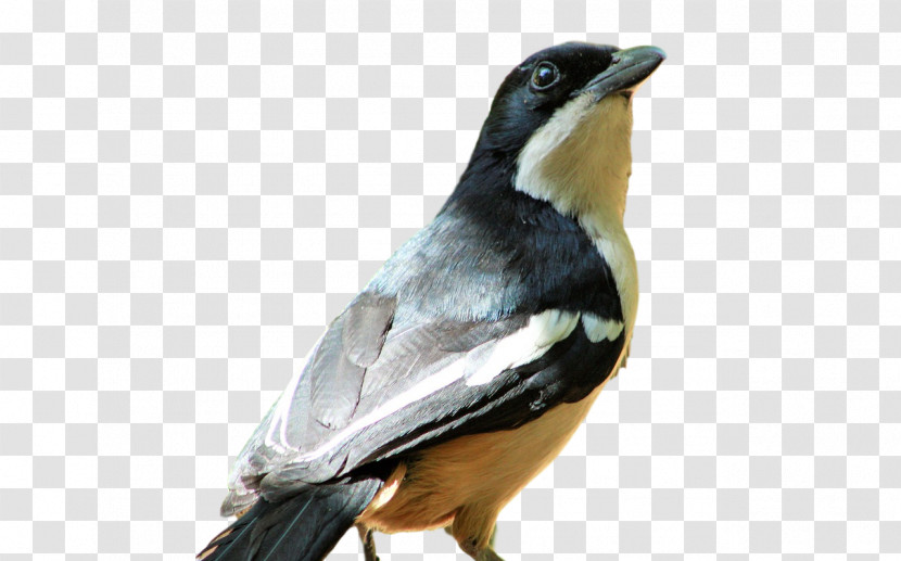 Passerine Birds Beak Science Biology Transparent PNG