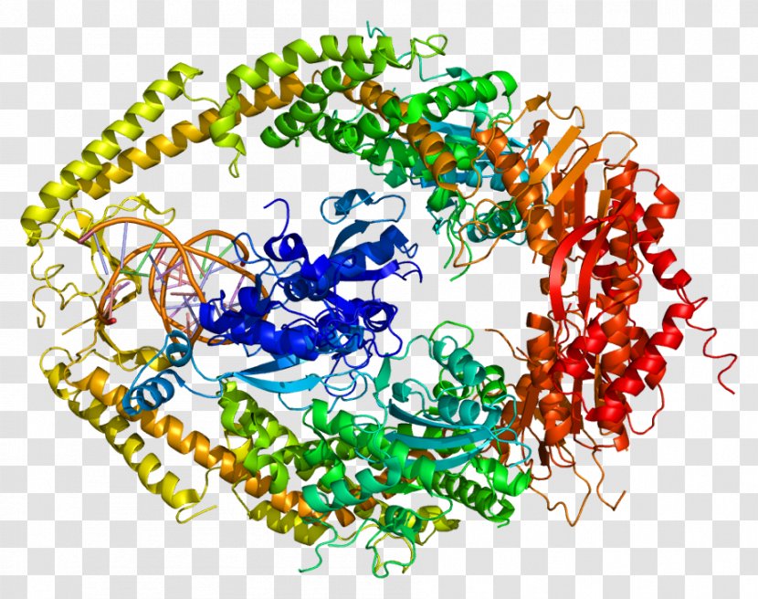 MSH2 MLH1 Protein MutS-1 DNA Mismatch Repair - Organism - Dna Transparent PNG