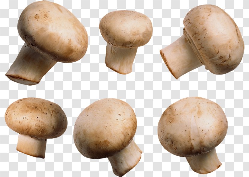 Common Mushroom Fungus - Champignon Transparent PNG
