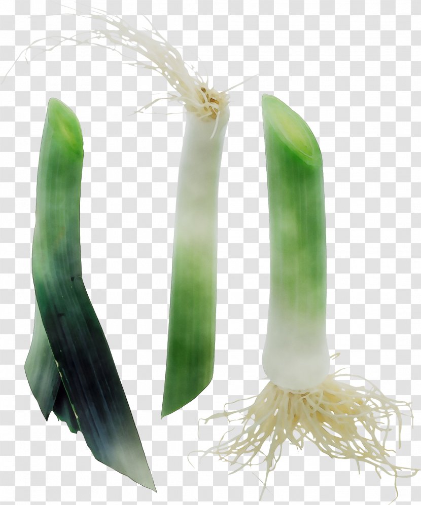 Welsh Onion Onions - Vegetable Transparent PNG