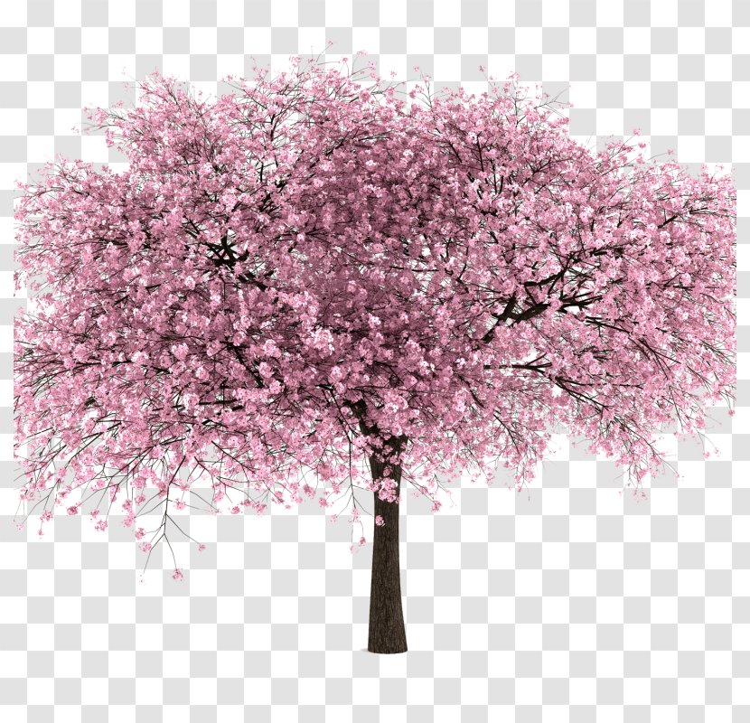 National Cherry Blossom Festival Clip Art - Branch Transparent PNG