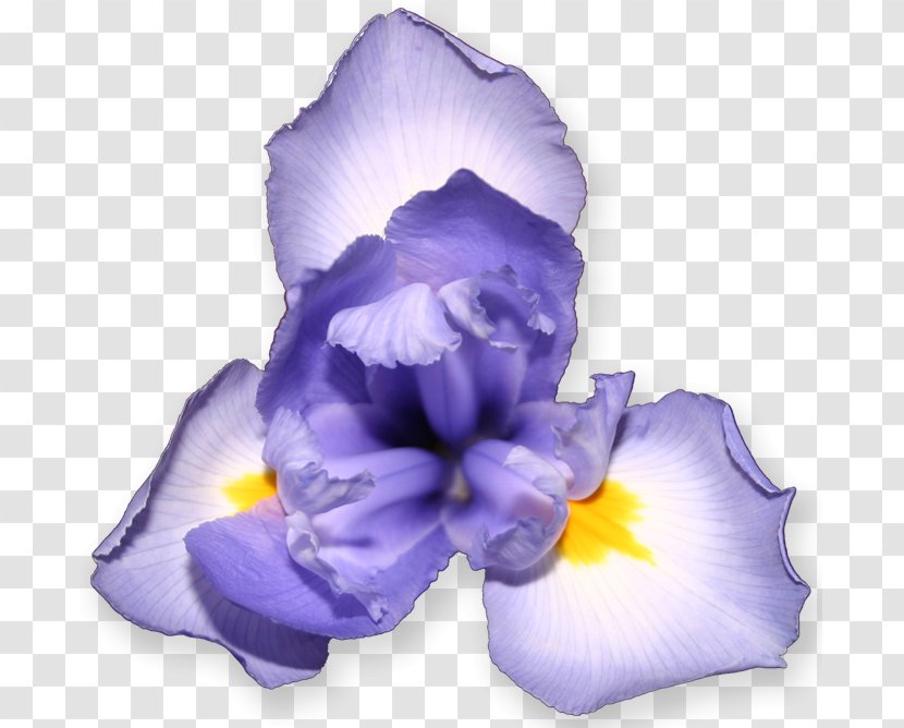 Wall Iris Flower Optifarm Pseudacorus Petal - I Transparent PNG