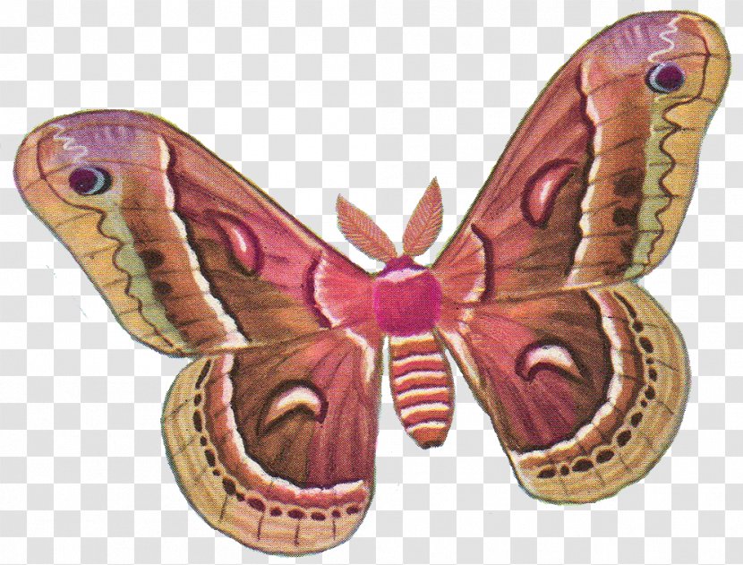 Butterfly Moth Silkworm Clip Art Transparent PNG