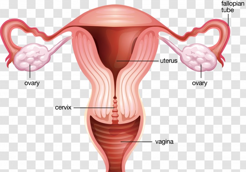 Cervix Cervical Canal Female Reproductive System Childbirth Uterus - Cartoon - Woman Transparent PNG