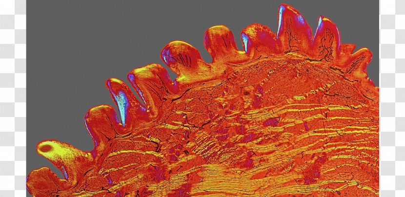 Scanning Electron Microscope Light Optical - Zoological Specimen Transparent PNG
