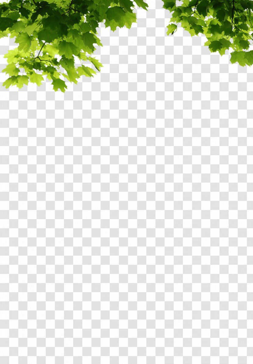 Leaf Clip Art Tree Branch Transparent PNG