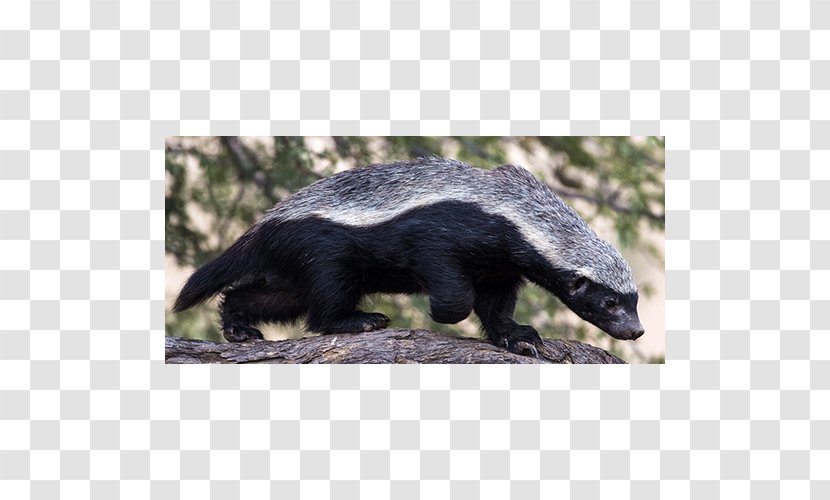 Honey Badger China Central Television Nature Mustelids - Mammal - Youtube Transparent PNG