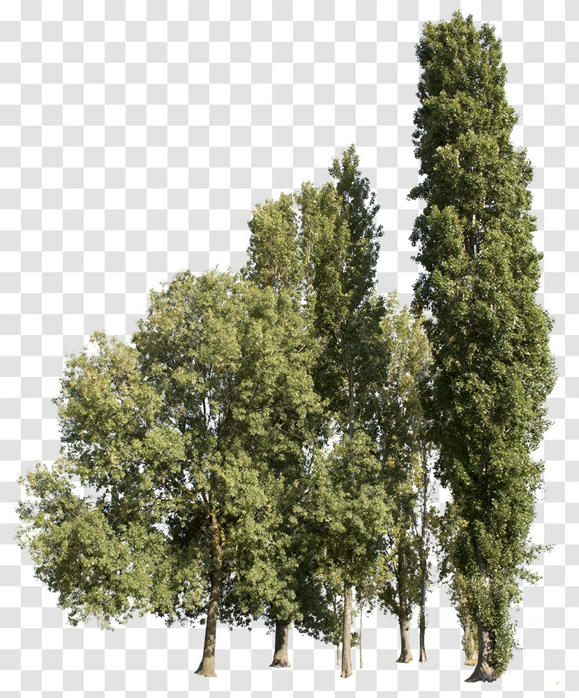 Plane Trees Tipa Adobe Photoshop Design - Cypress Family - Tree Transparent PNG