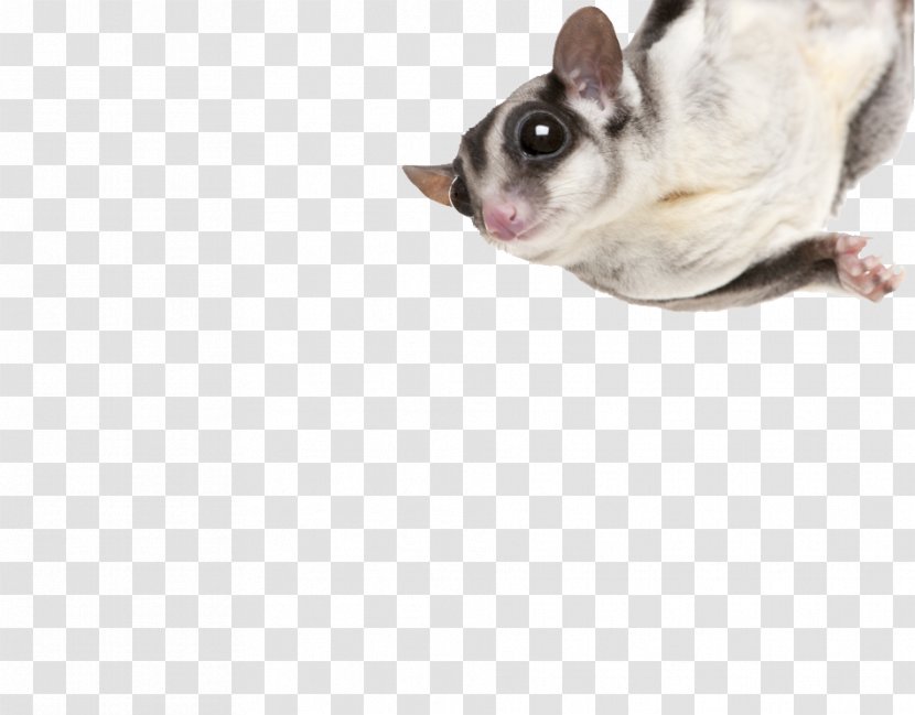 Sugar Glider Lionhead Rabbit Turtle Dog Cat - Wildlife - Guinea Pig Transparent PNG