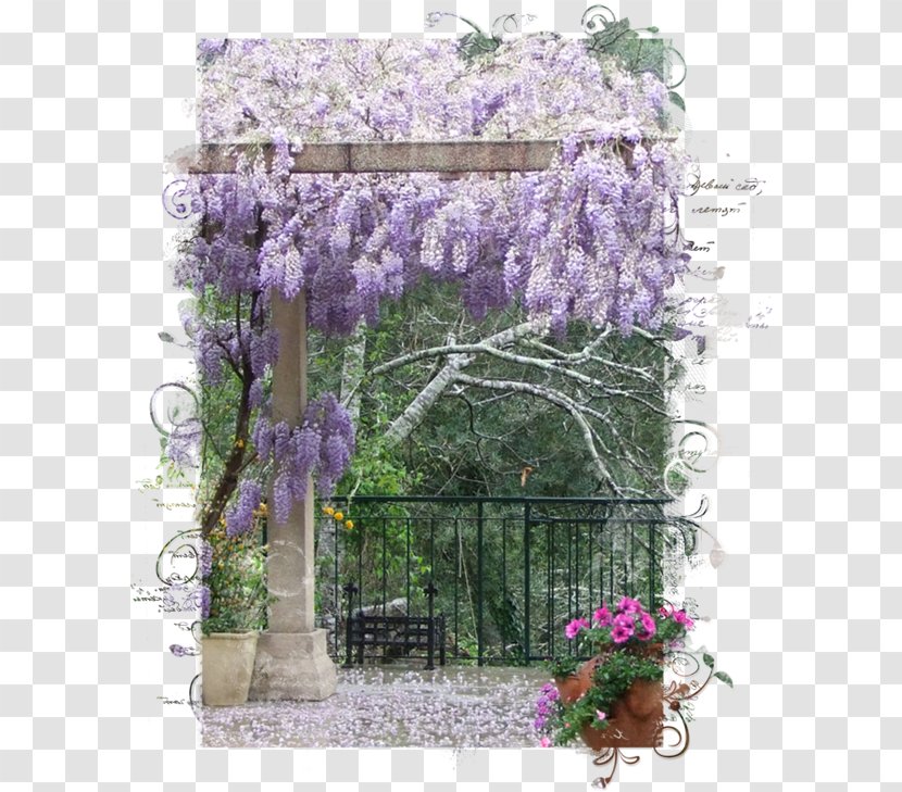 Wisteria Tree Landscape Plant Violet - Purple - Painting Transparent PNG