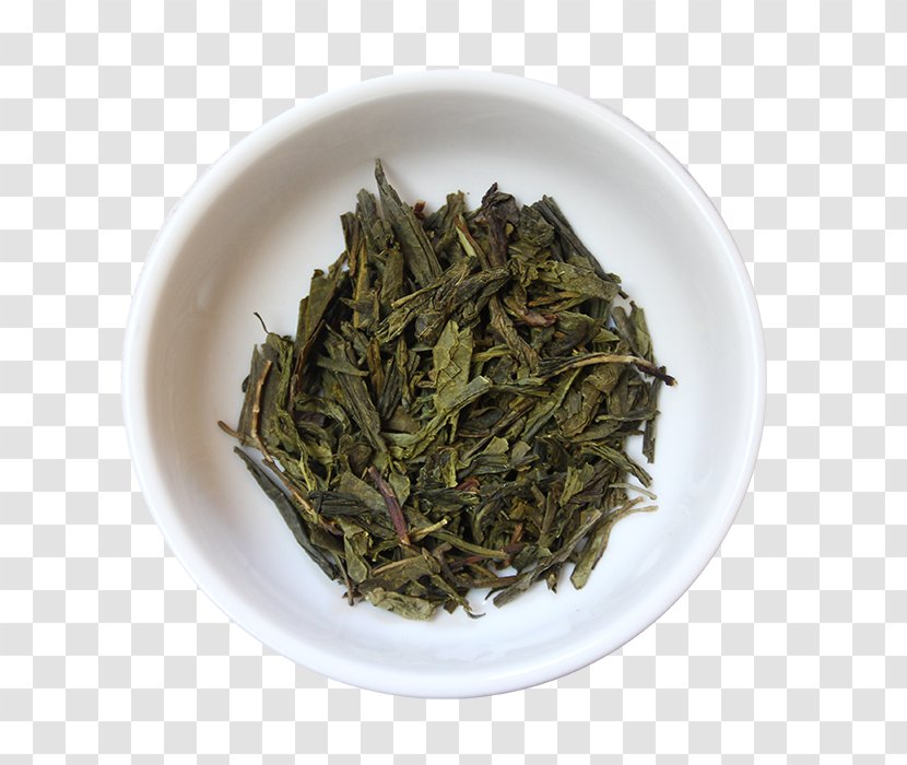 Hōjicha Tea Plant Nilgiri White - Baihao Yinzhen - Sencha Green Transparent PNG