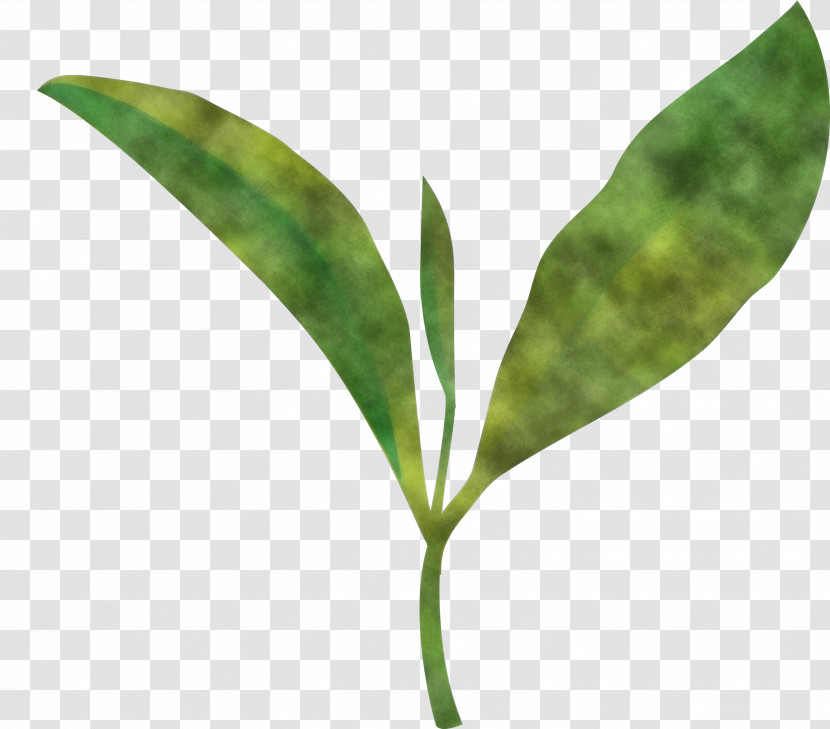 Tea Leaves Leaf Spring Transparent PNG