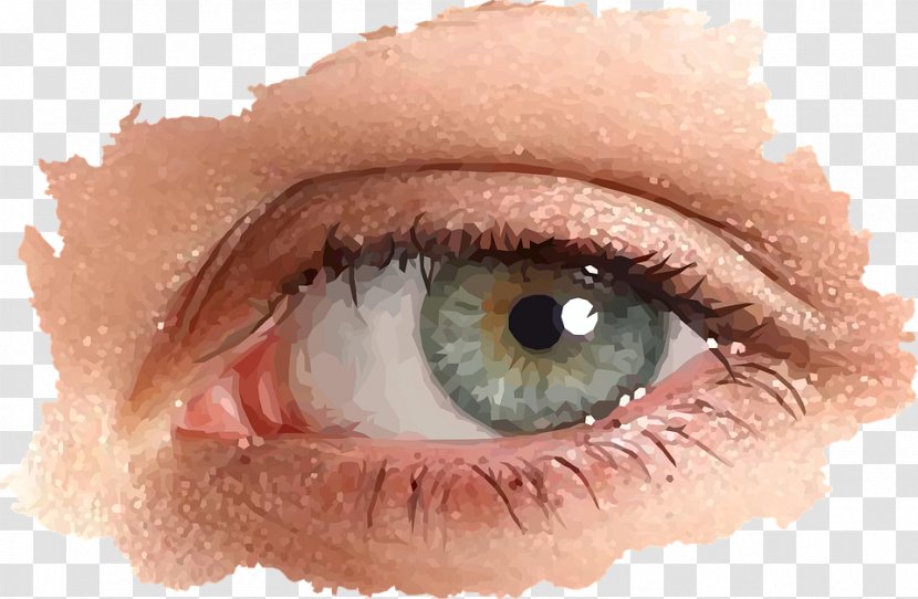 Eyebrow Iris - Flower - Eye Transparent PNG
