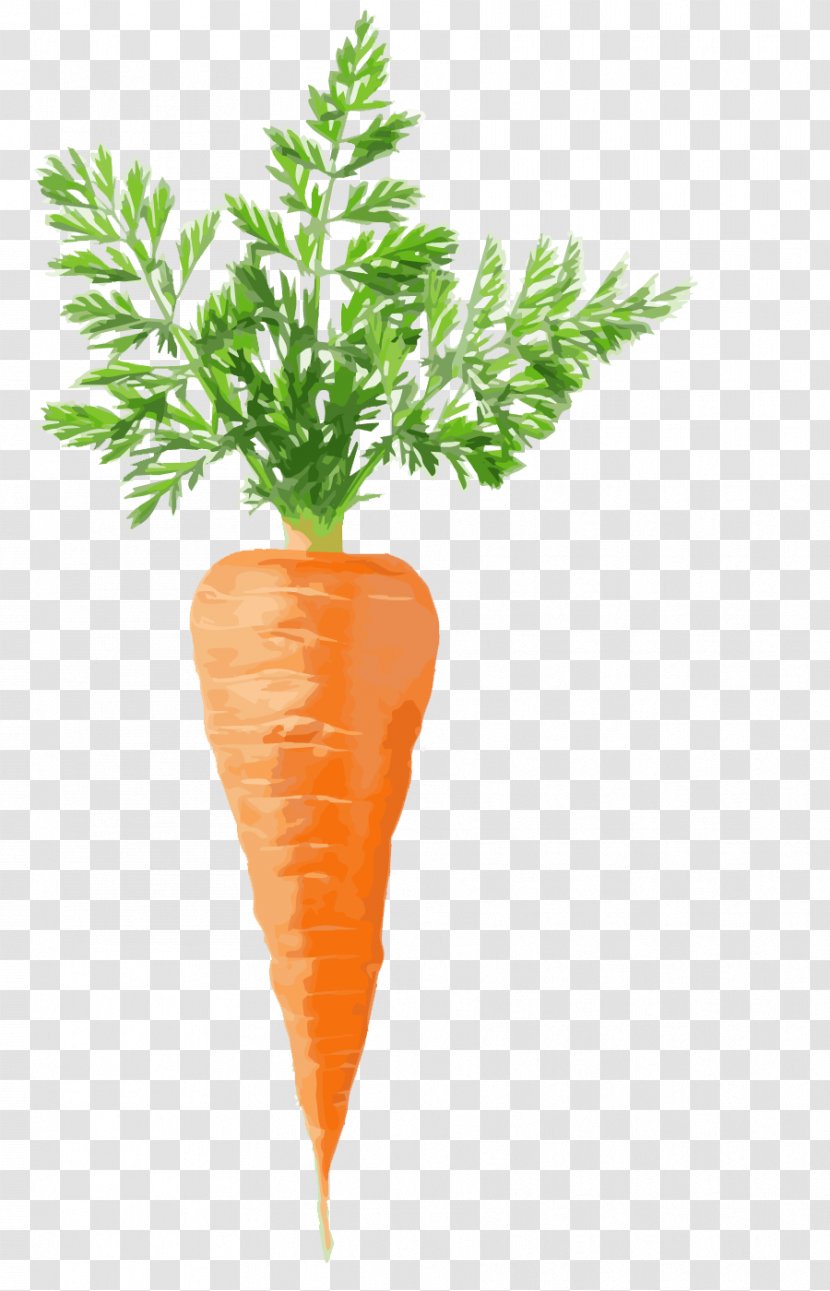 Juice Carrot Cake Stock Photography Vegetable - Tree Transparent PNG