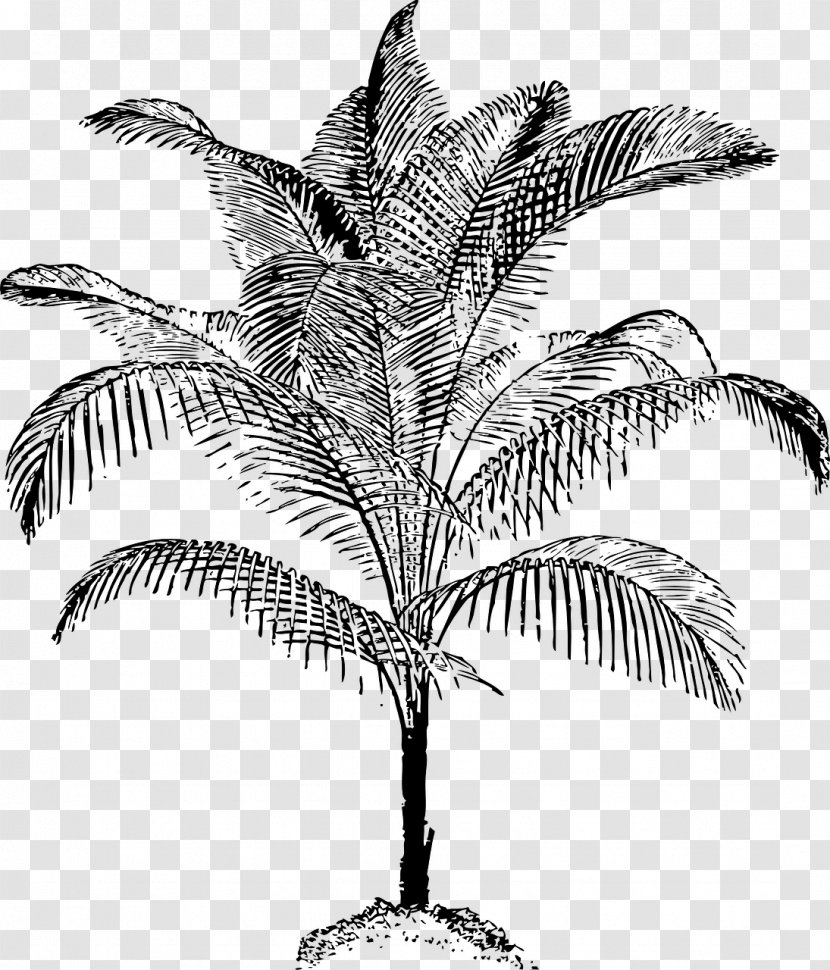 Arecaceae Clip Art - Plant - Coconut Transparent PNG