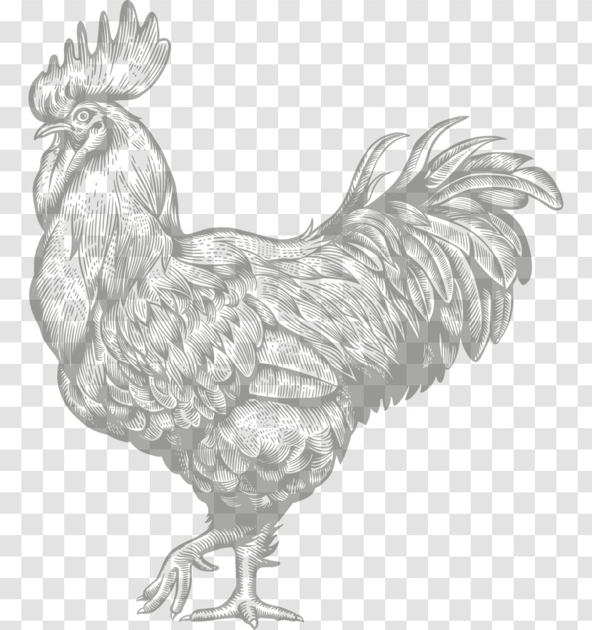 Rooster Chicken Engraving Farm - Poultry Transparent PNG