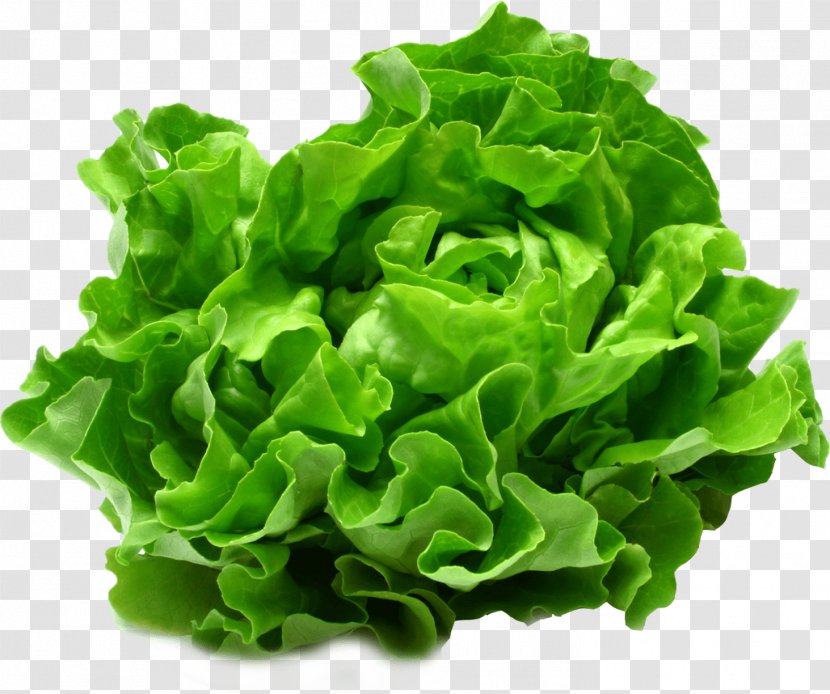 Lettuce Organic Food Vegetable Greens - Superfood - Salade Verte Transparent PNG