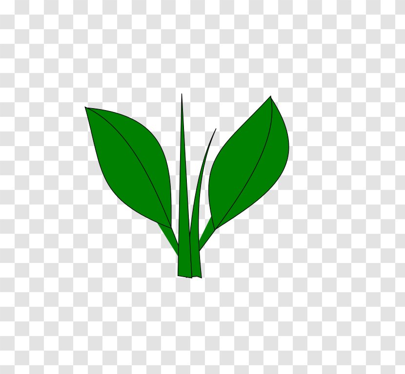 Leaf Plant Stem Tree - Grass Transparent PNG