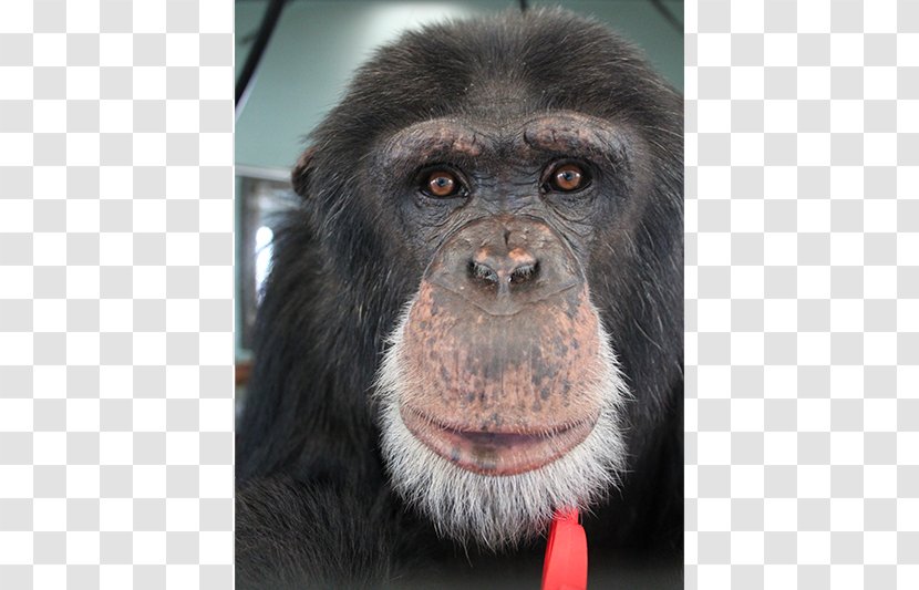 Common Chimpanzee Gorilla Primate Siamang Monkey - Great Apes Transparent PNG