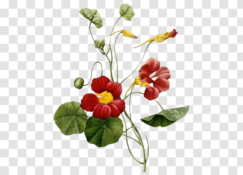 Tropaeolum Majus Botany Botanical Illustration Flower Painting - Floral Design - Crimson Transparent PNG