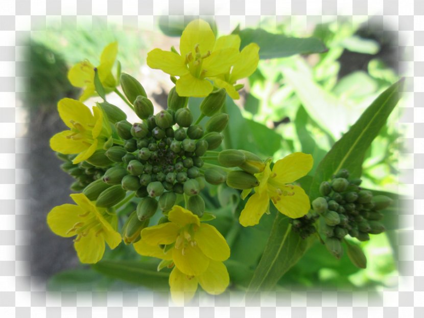 Canola Brassica Rapa Rapeseed Mustard Plant Annual - Flowering - Bono Transparent PNG