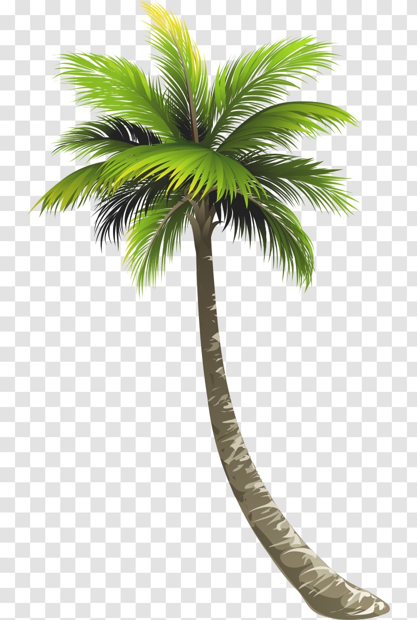 Ernakulam Royal Palm Beach Arecaceae Lake Worth Coconut - Plant Stem - Tree Transparent PNG