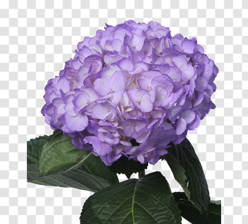 Hydrangea Purple Light Green Lilac - Flower Transparent PNG