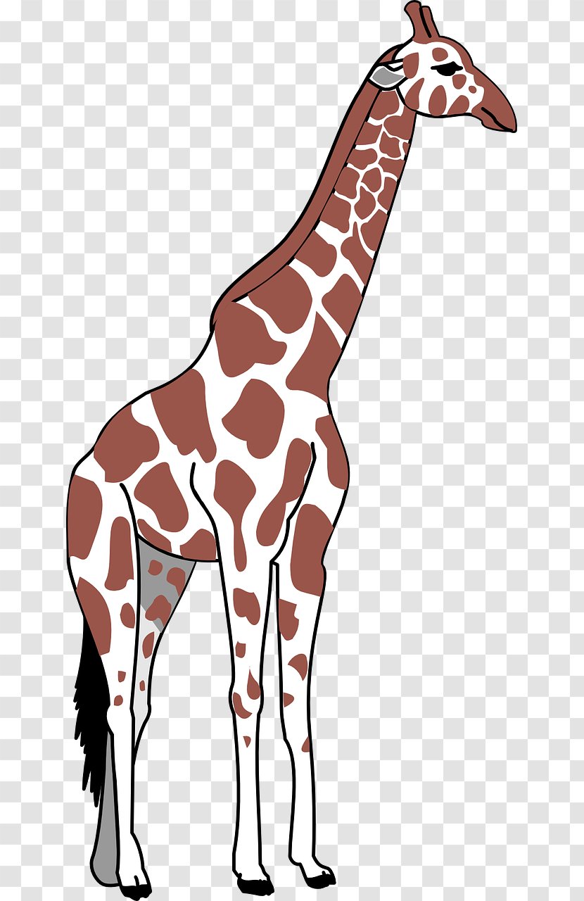Giraffe Neck Greater Rhea Clip Art - Fauna Transparent PNG