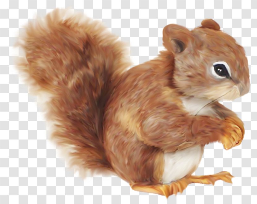 Squirrel Cartoon Clip Art - Mammal - Balloon Color Transparent PNG