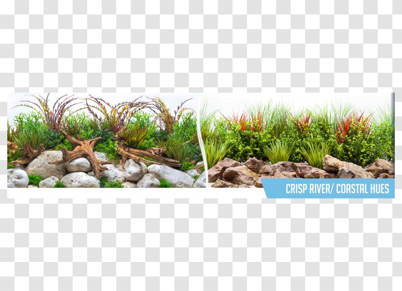 Grasses Landscaping River Bkgd Centimeter - Crisp Transparent PNG