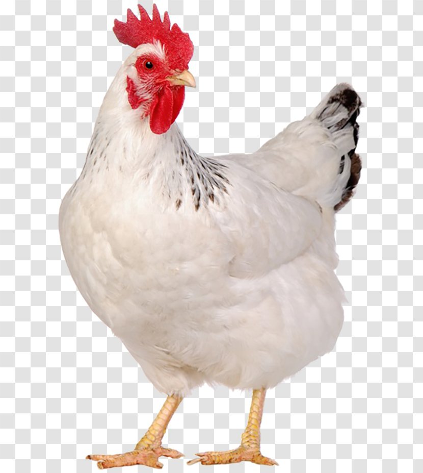 Jersey Giant Egg Chicken Meat Poultry Stock Photography - Watercolor Baby Transparent PNG