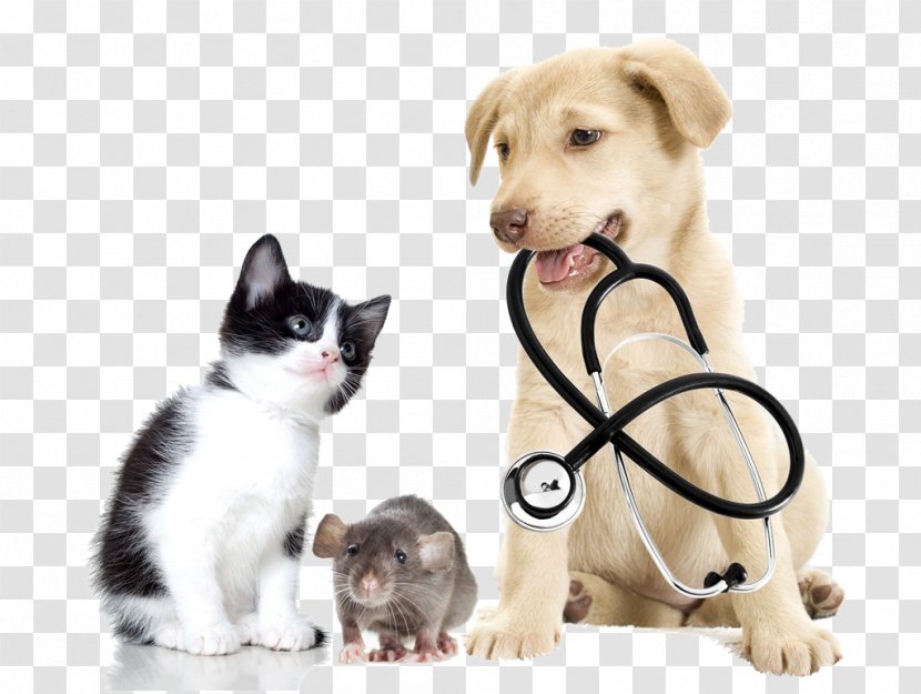 Veterinarian Veterinary Medicine Pet Clinique Vxe9txe9rinaire - Cats And Dogs Transparent PNG