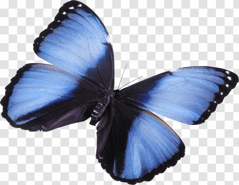Butterfly Attacus Atlas Clip Art - Arthropod - Beautiful Blue Transparent PNG
