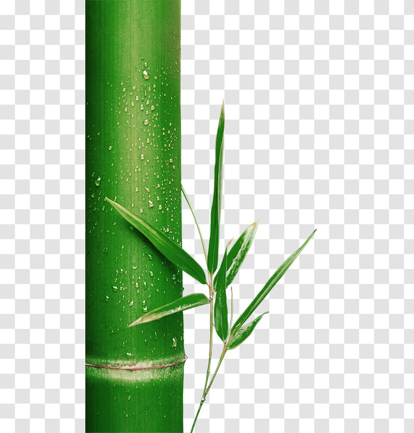 Bamboo Green - Grass Transparent PNG