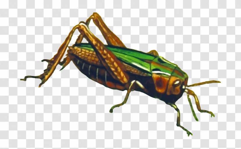 The Ant And Grasshopper Clip Art - Cdr Transparent PNG