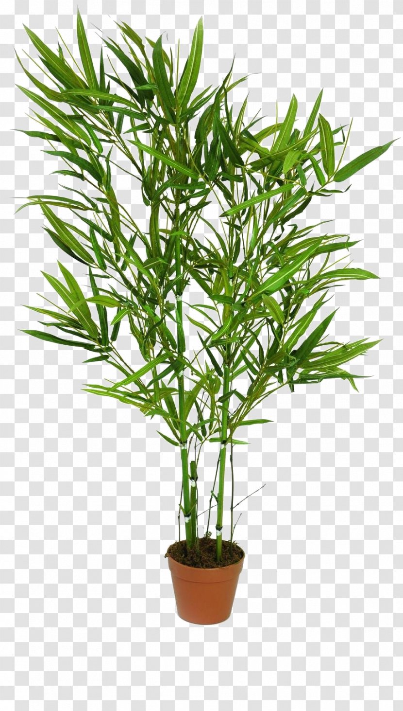 Bamboo Trunk Tree Plant Artificial Flower - Strong Transparent PNG