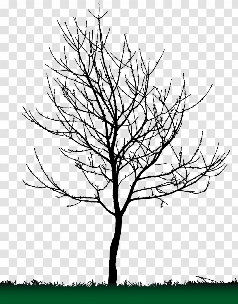 Tree Silhouette - Black And White - Fruit Transparent PNG