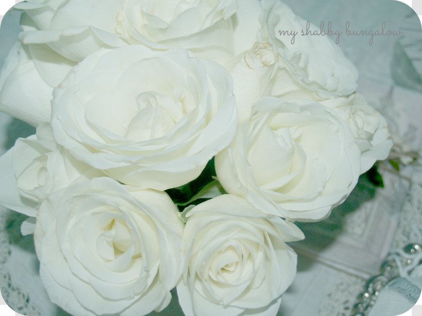 Cut Flowers Floral Design Garden Roses Flower Bouquet - White Rose Transparent PNG