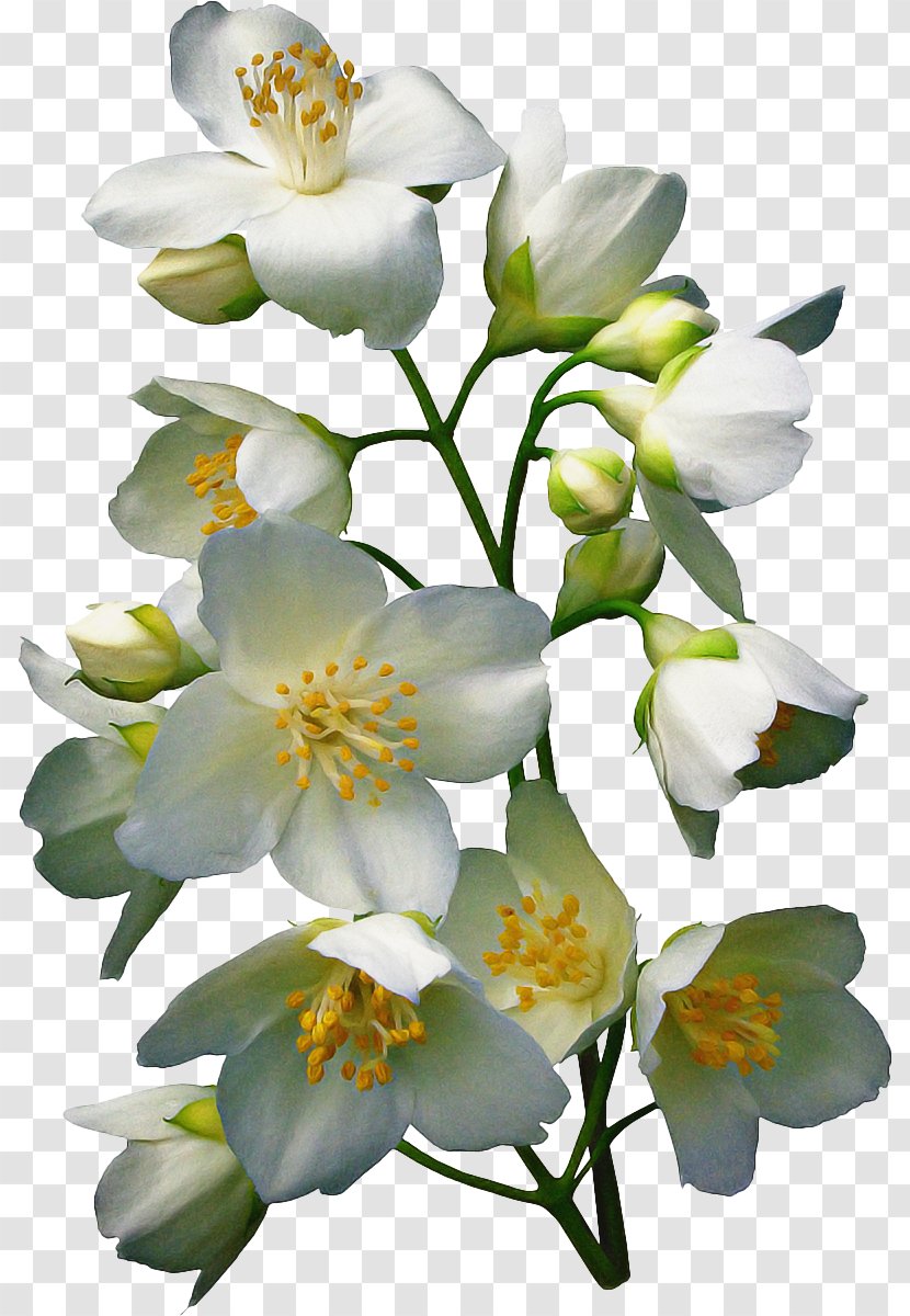 Flower Flowering Plant Petal White - Rose Family - Rosa Sericea Transparent PNG