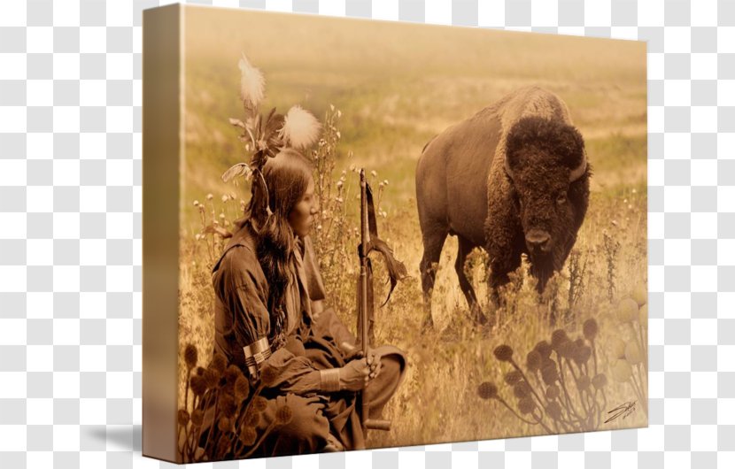 American Bison Wildlife Native Americans In The United States Cheyenne Quotation - White Buffalo Transparent PNG