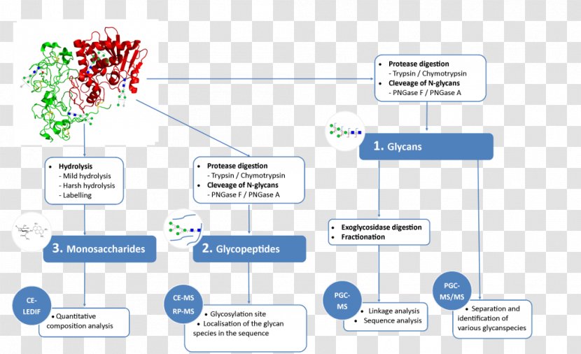 Glycan Glycoprotein Glycosylation Mass Spectrometry Monosaccharide - Organization - Diagram Transparent PNG
