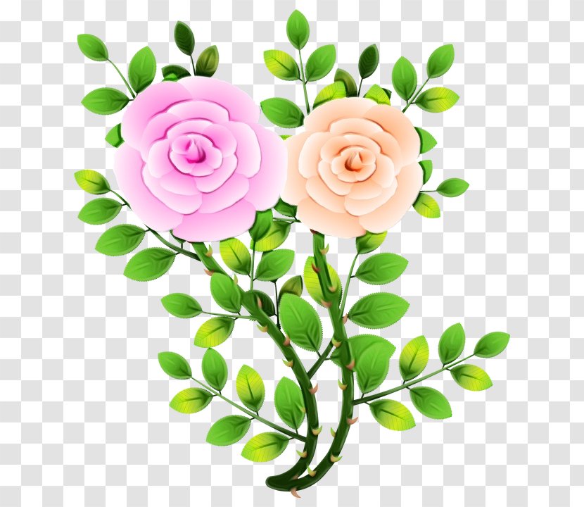 Garden Roses Cut Flowers Floral Design - Flower Bouquet - Petal Transparent PNG