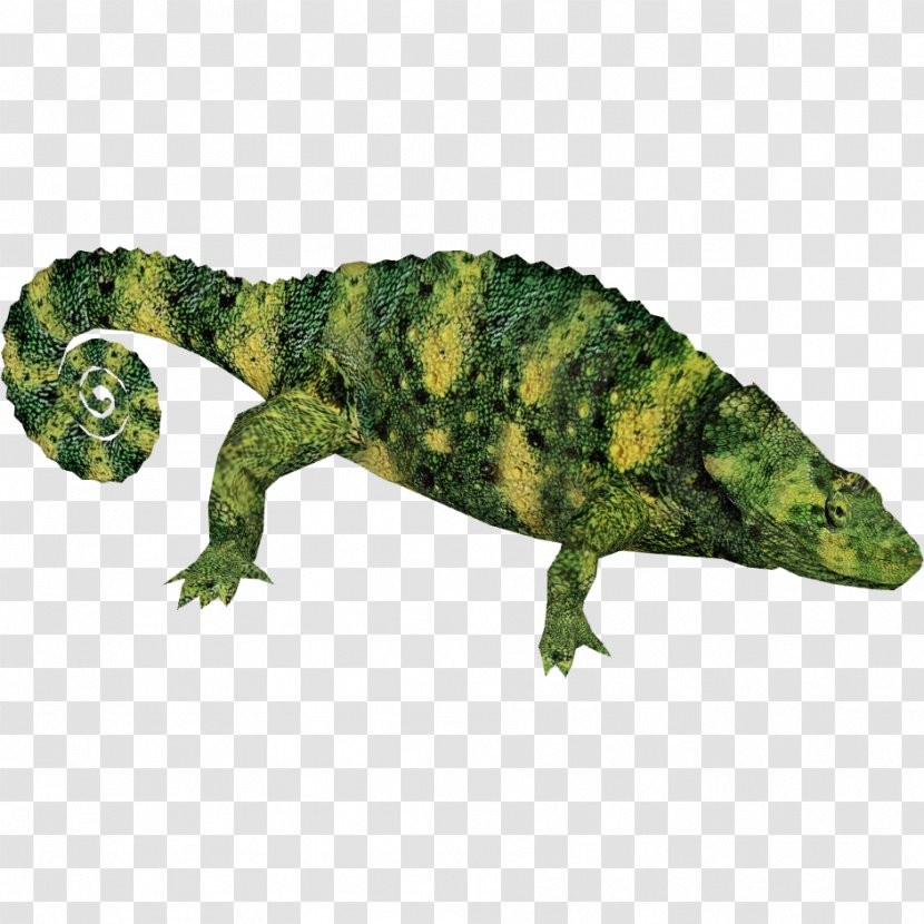 Reptile Common Iguanas Lizard Chameleons Amphibian - Gecko - Chameleon Transparent PNG