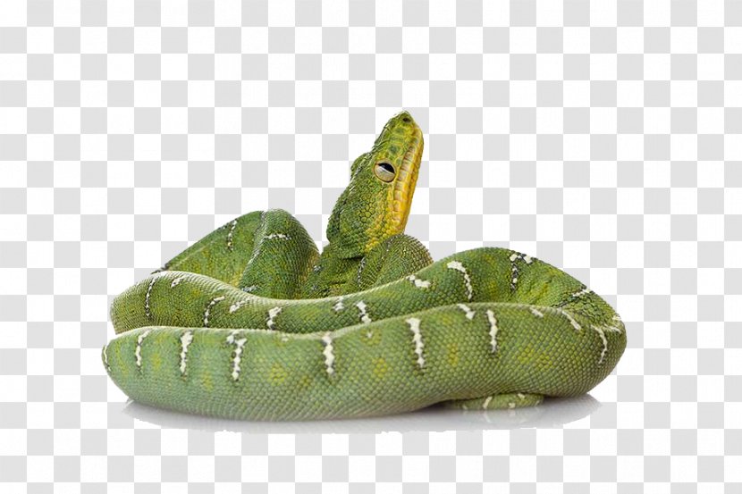 Smooth Green Snake Reptile Amazing Animals: Snakes - Organism - File Transparent PNG