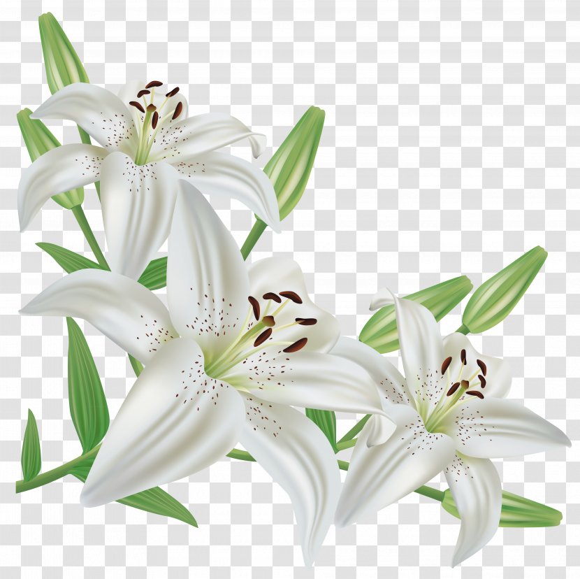 Lilium Candidum Flower Easter Lily Arum-lily Clip Art - Bulbiferum - White Clipart Picture Transparent PNG