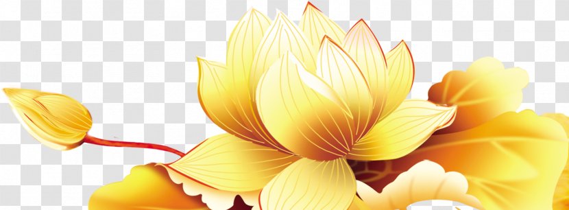 Nelumbo Nucifera Gold Red Tropaeolum Majus - Designer - Golden Lotus Transparent PNG