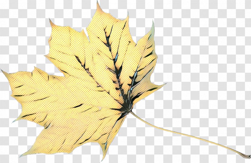 Maple Leaf - Flowering Plant - Woody Transparent PNG