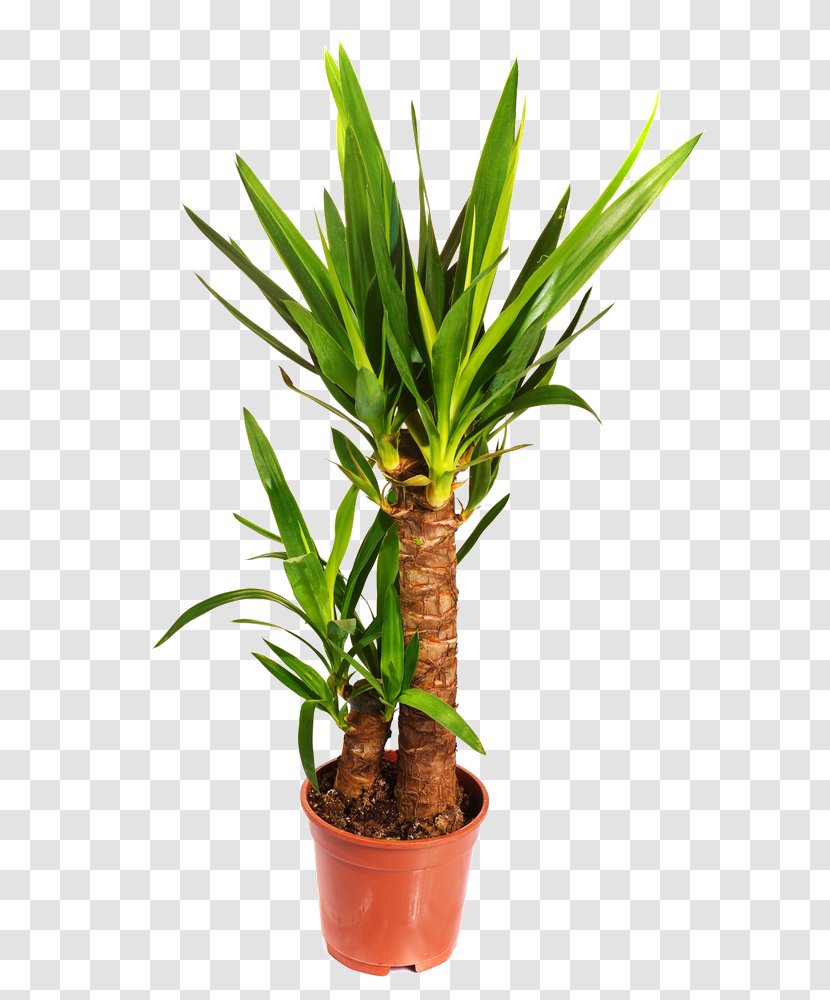 Spineless Yucca Baccata Rostrata Gloriosa Houseplant - Tree - Plant Transparent PNG