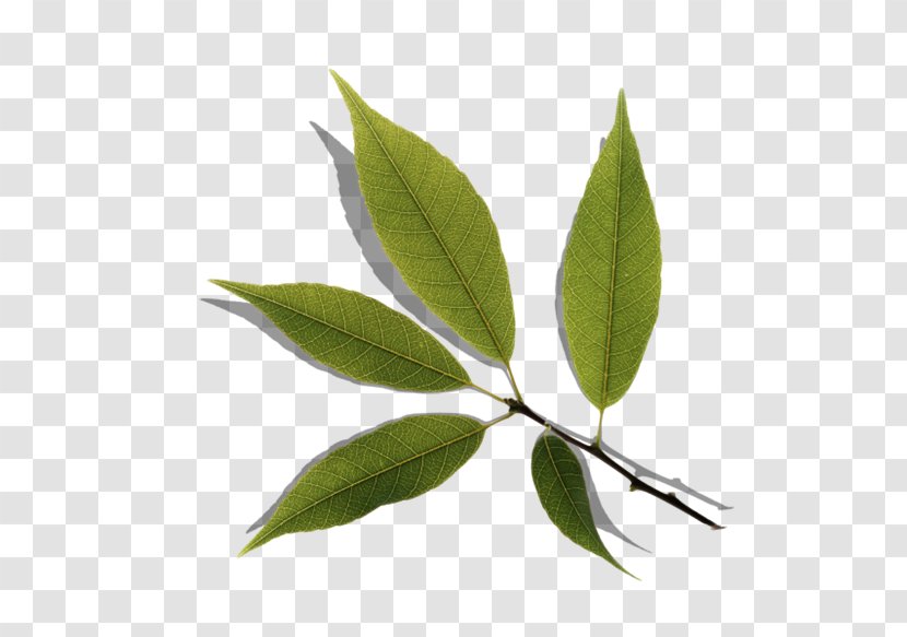 Leaf Television Image Quercus Myrsinifolia Ha - Plants - Trrees Cut Transparent PNG