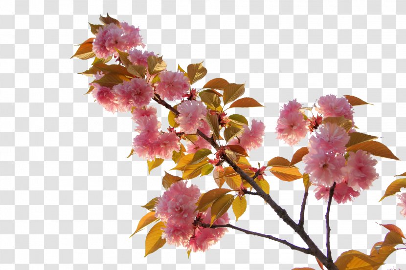 Japan Cherry Blossom - Flower - Japanese Blossoms Transparent PNG